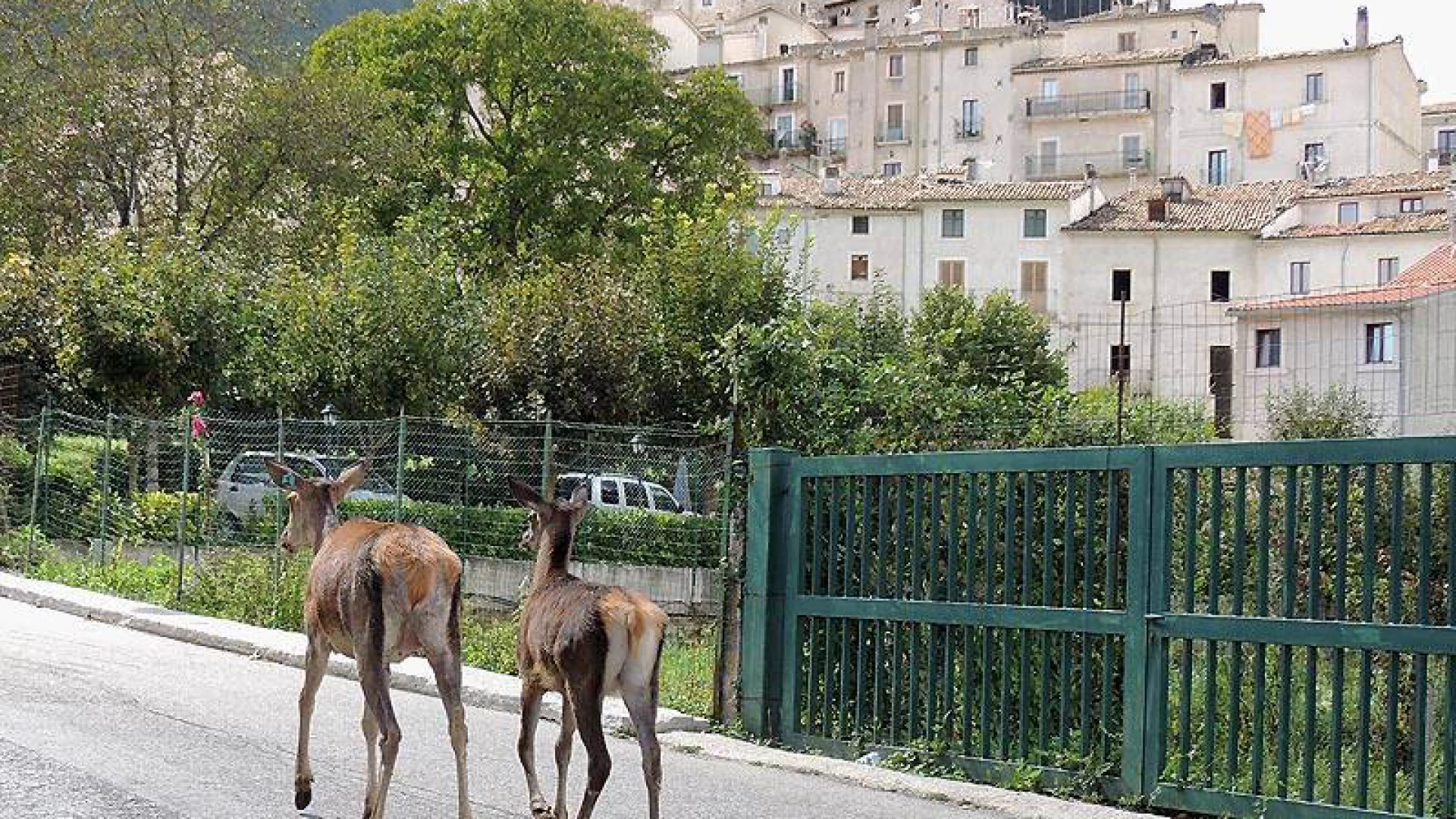 Civitella Alfedena: il calendario degli appuntamenti estivi 2024. Consulta il programma
