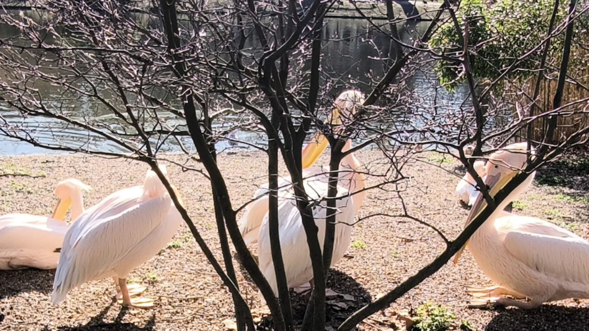 Colli a Volturno: avvistati diversi esemplari di "fenicotteri libanesi" sulle rive del fiume Volturno. Esemplari rarissimi in grado di effettuare in volo migliaia di chilometri per gli spostamenti. Le foto esclusive della nostra redazione.