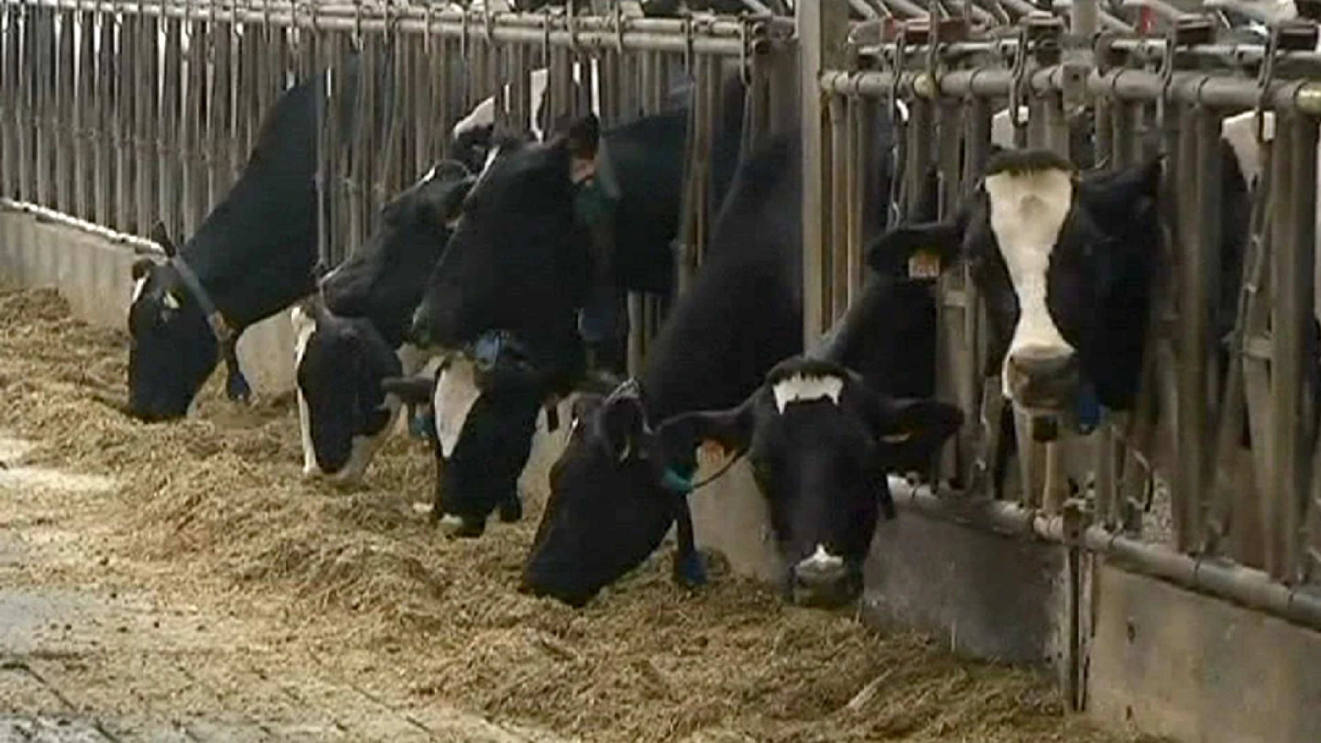 Tubercolosi bovina: Coldiretti Molise, serve subIto sostegno per gli allevatori.