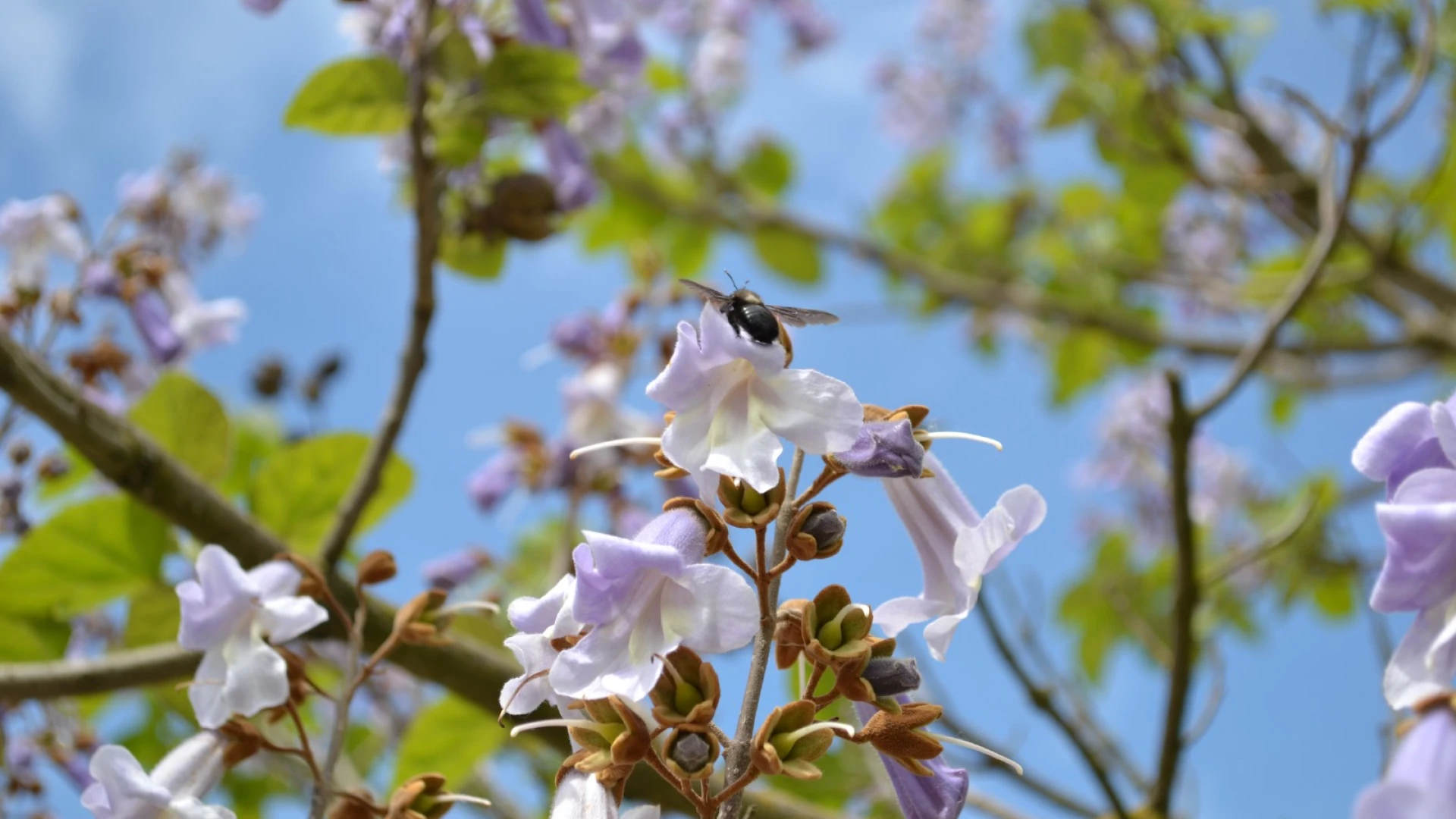 Biodiversita': in Molise le camminate promosse dal Fai. Domenica 25 maggio appuntamento presso il vivaio forestale Selva del Campo di Campochiaro.