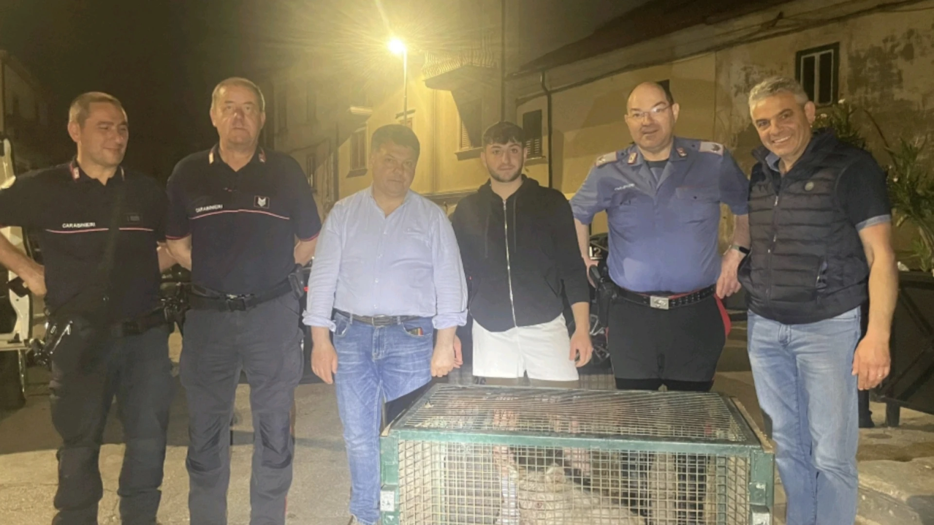 Allarme tra i residenti per la presenza di un lupo nel centro abitato di Agnone. Pronto e immediato l'intervento dei Carabinieri della locale Compagnia.