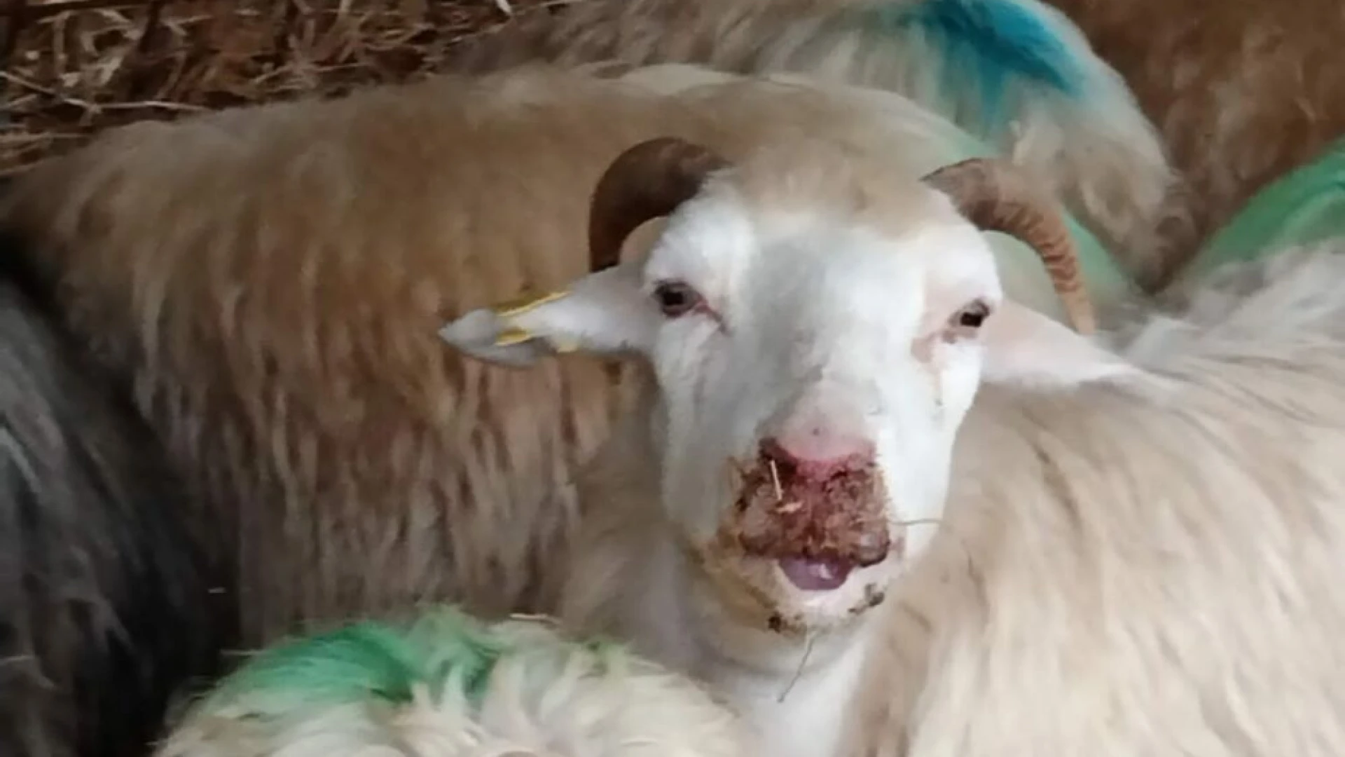 Possibili casi di blue tongue. Interviene Coldiretti Molise. “Occorre intervenire con fermezza. Anche il servizio veterinario deve compiere il proprio dovere”.