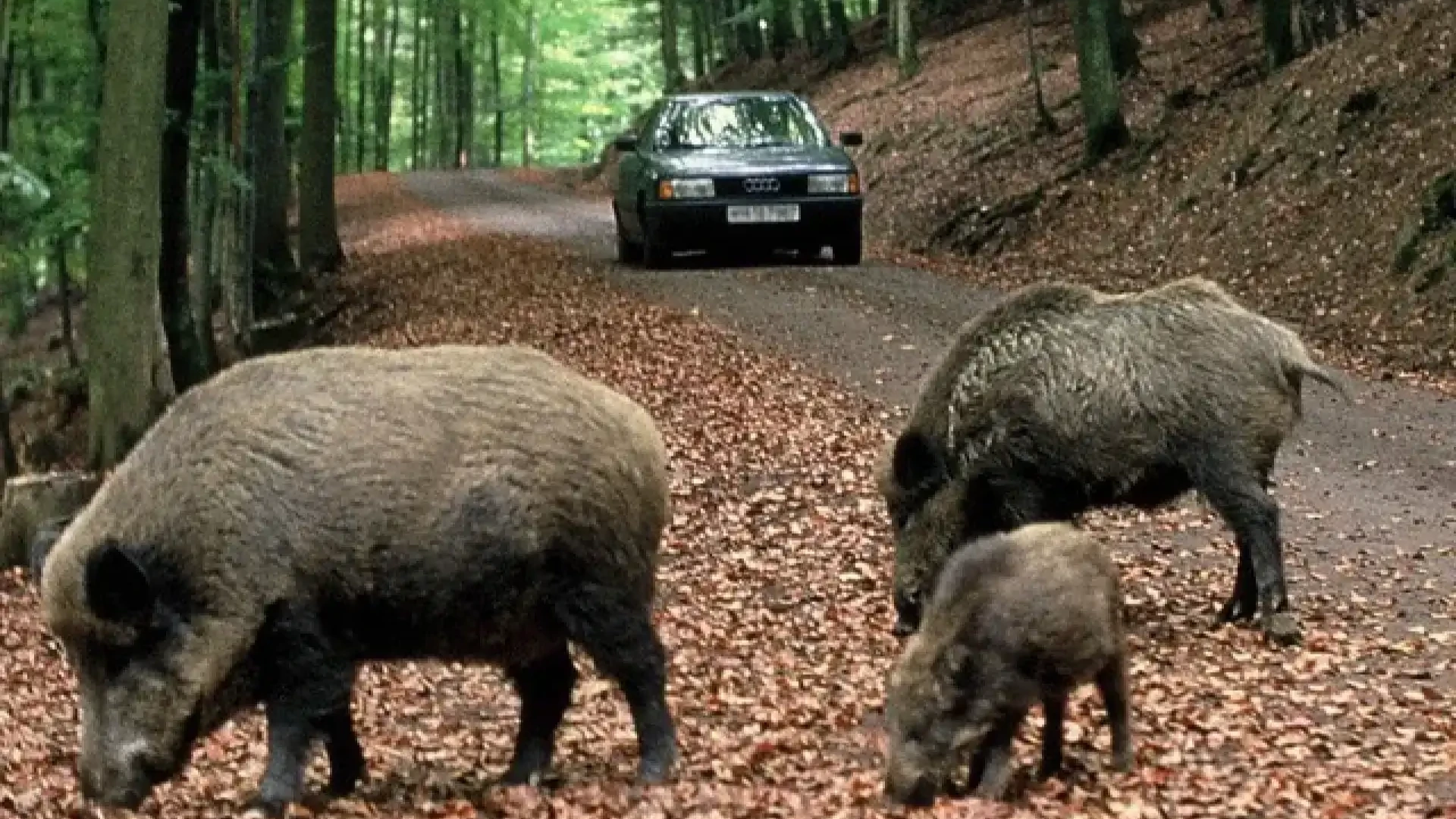 Cinghiali: Coldiretti Molise avvisa. “Non abbiamo piu’ tempo, subito il piano strordinario di gestione, ex articolo 19!”.