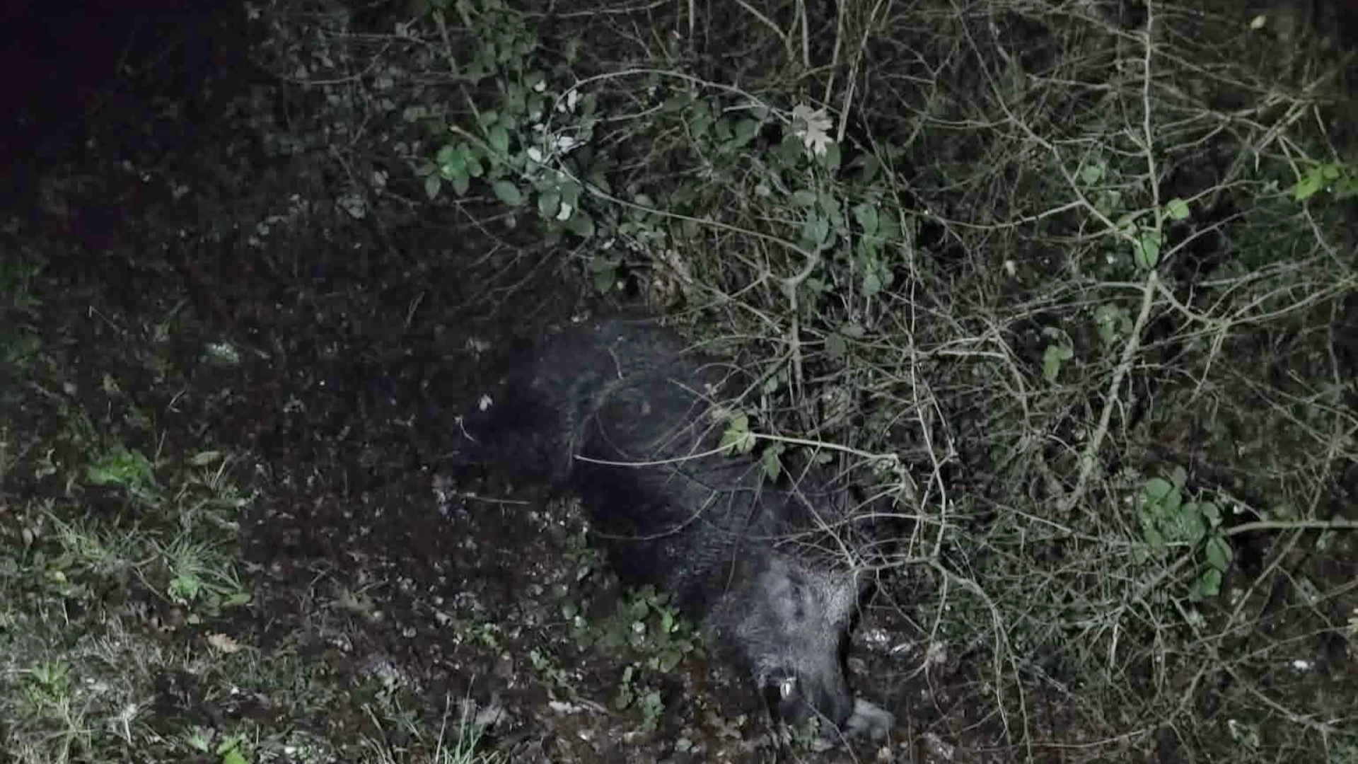 Colli a Volturno: auto si scontra con cinghiale sulla statale 158. Coinvolta nell'incidente una famiglia diretta a Roccaraso.