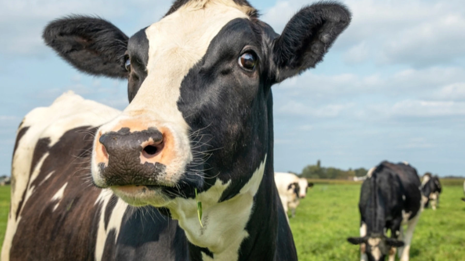 Status di indenne nei confronti della Brucellosi bovina per la Provincia di Isernia.  La nota ufficiale di Asrem Molise