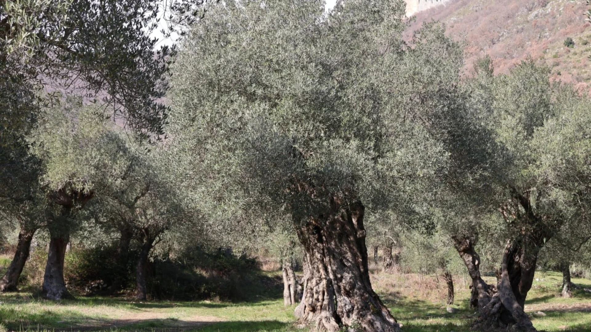 Venafro: tutto pronto per la Pasquetta del giorno dopo all’interno del Parco regionale storico dell’olivo.