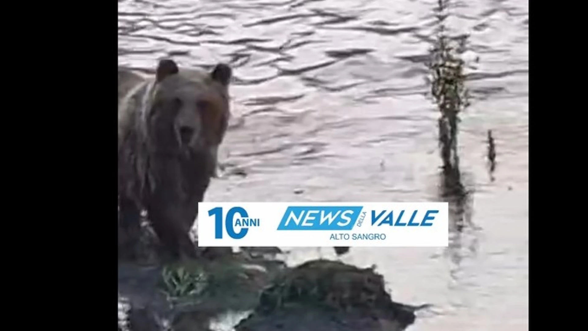 Castel Di Sangro: il video virale. Orso Marsicano si rinfresca nel fiume in città. Avvistamento questa mattina (VIDEO)