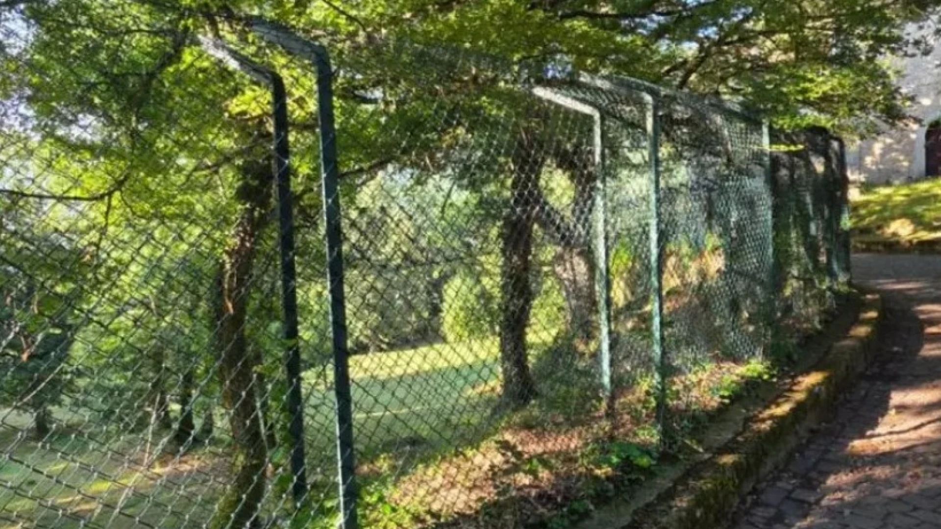 Cuccioli di lupo morti a Civitella, il Parco: "Vicenda dolorosa"