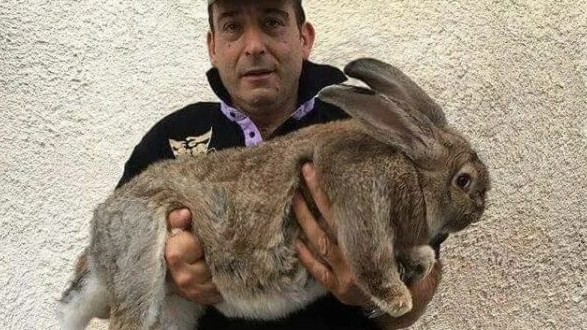 È scomparso Giosuè, il coniglio gigante da Guinness dei Primati