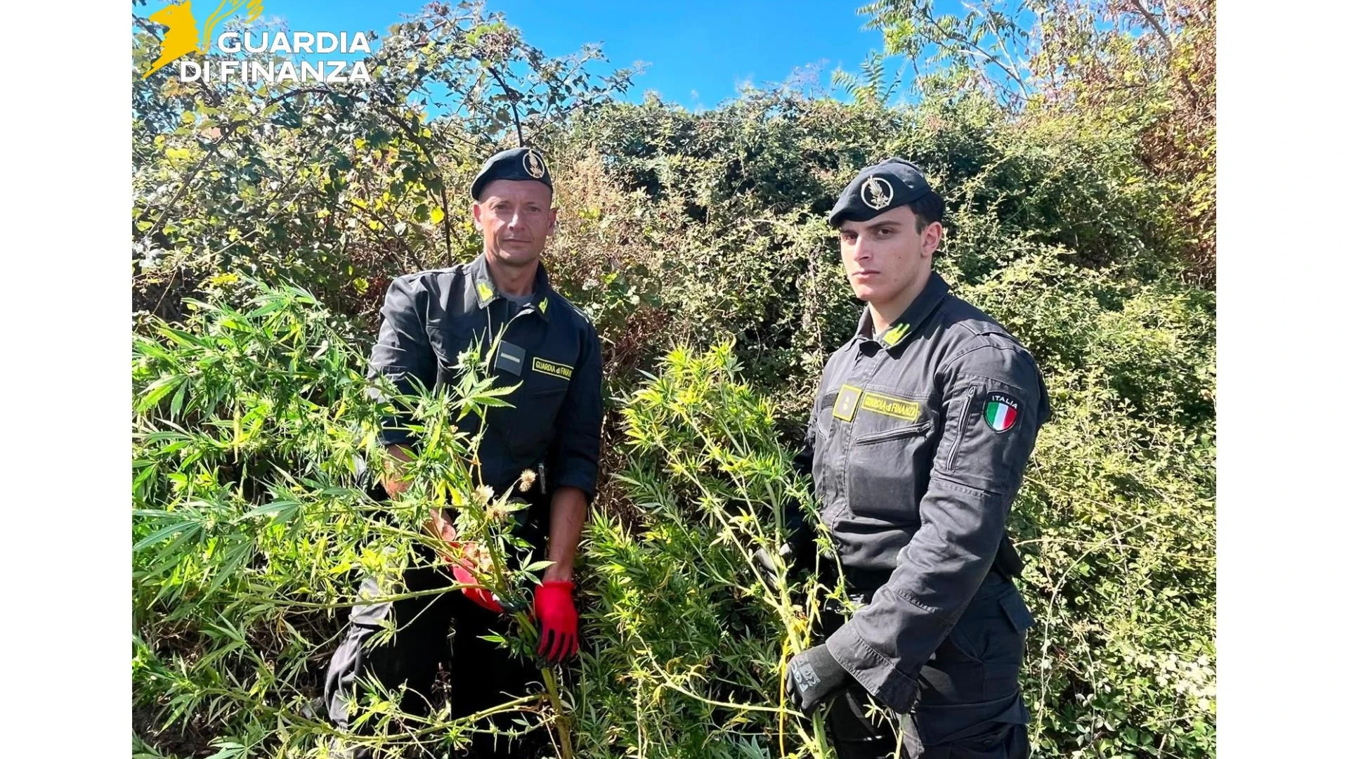 Guardia di Finanza Campobasso: scoperte due piantagioni di Marijuana nel Basso Molise. Sottoposte a sequestro 650 piante.